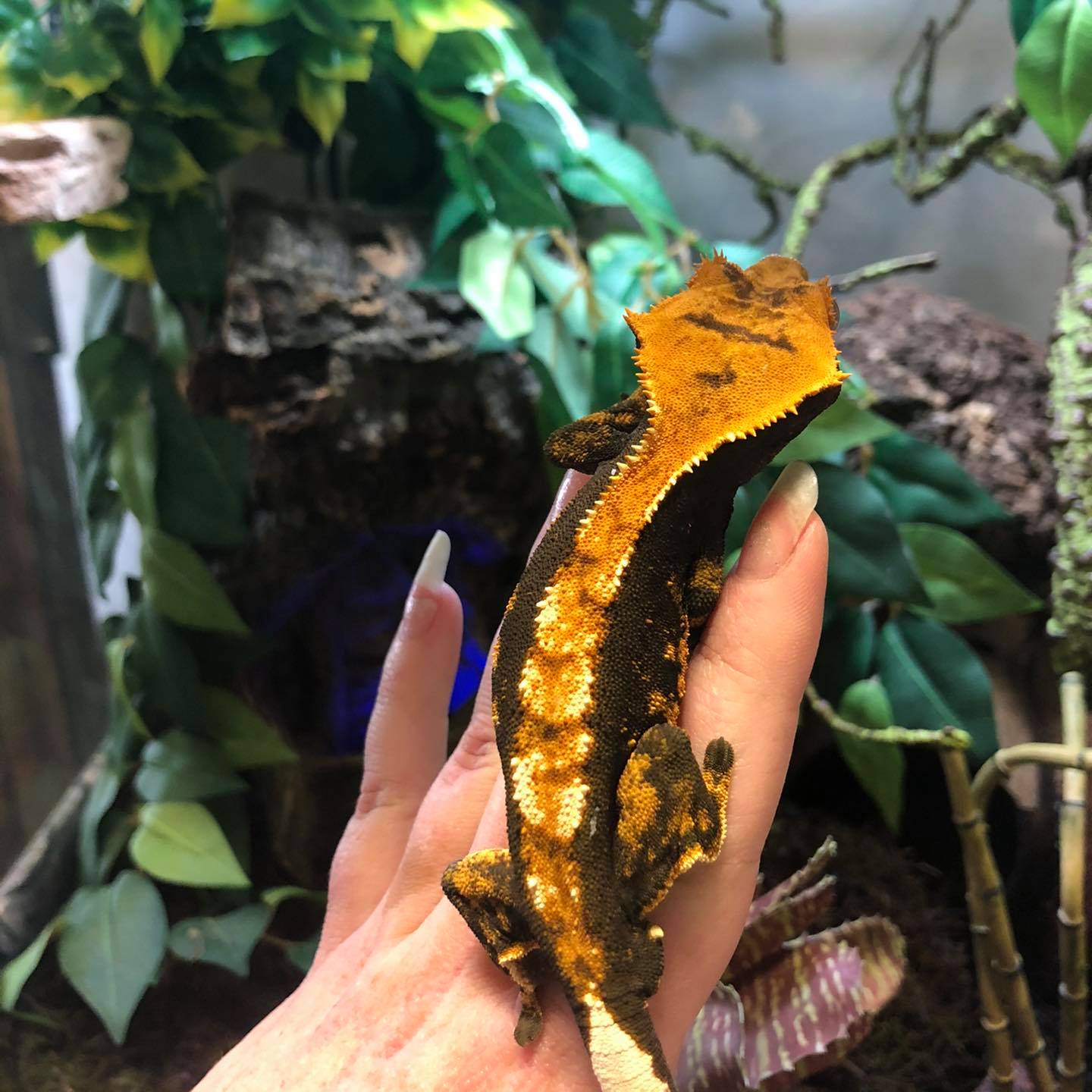 Crested Gecko
				Picture
