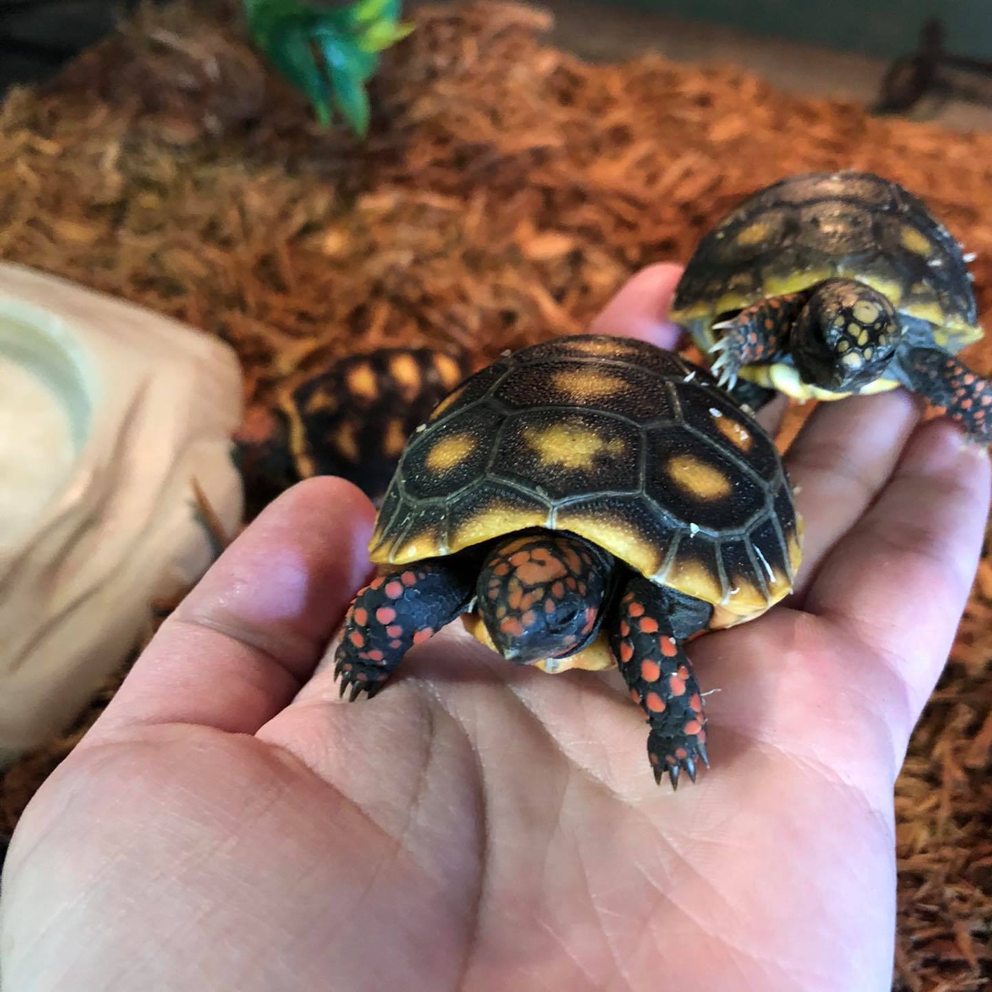 Red Foot Tortoise Picture
